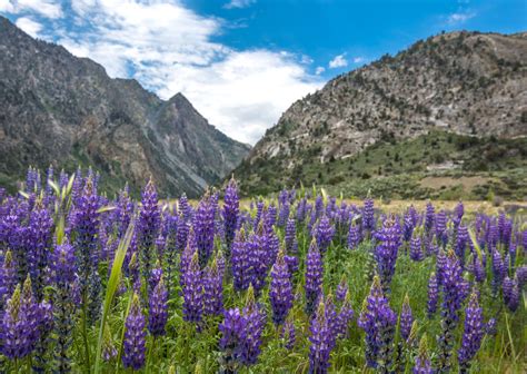 purple flowers in california